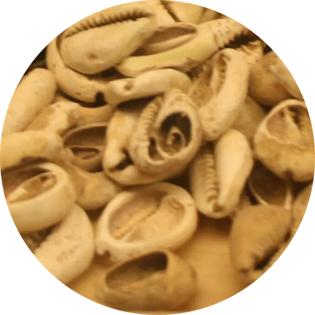 Money cowrie shells
