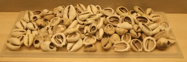 A tray of small glossy money cowrie shells once used as currency