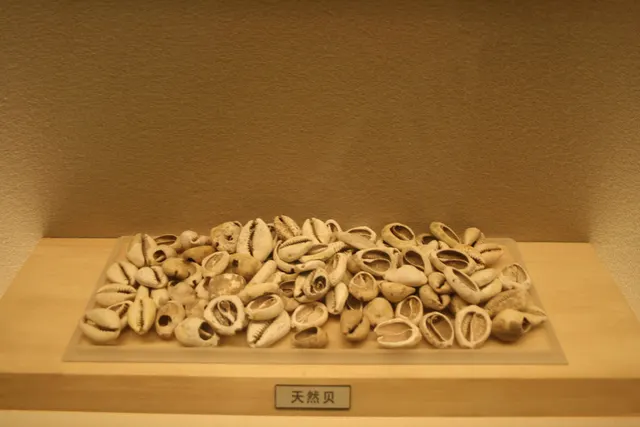 Cowrie shells once used as money in ancient China